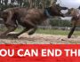 Greyhound Ban